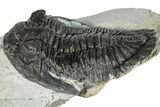 Bargain, Hollardops Trilobite Fossil - Ofaten, Morocco #287353-3